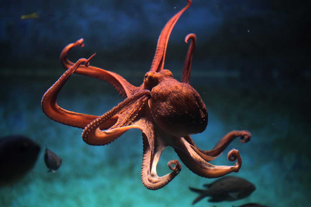DeZoos Octopus Pulpo
